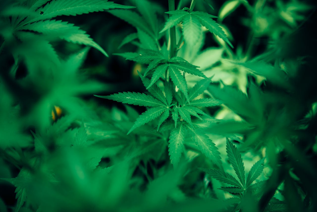 Czym różni się cannabis flos od innych produktów konopnych?